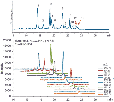 UHPLC-MS analysis of 2-AB labelled glycans released from human IgG